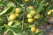 中国十大名枣排名榜,国内最大最好的枣树品种