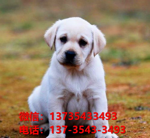 邵阳宠物狗犬舍出售纯种拉布拉多犬网上买狗卖狗网站在哪有狗市场