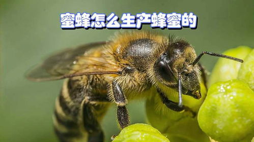 蜂密，蜜蜂为什么要生产蜂蜜
