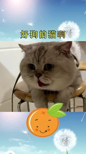 猫咪为什么会吐舌头呢 