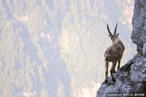意大利山羊在4000米高悬崖打斗 