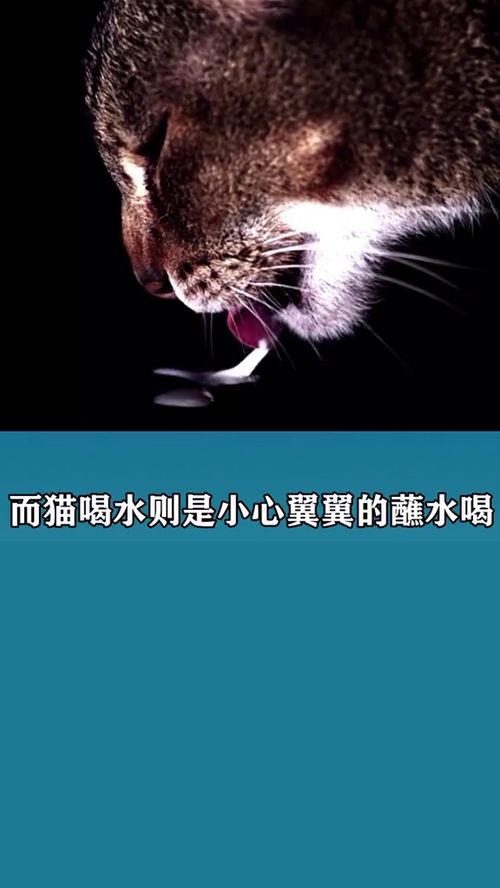 所有的猫的冷知识</title>
<meta name=