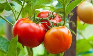 8月份露天能种西红柿吗 露天番茄最晚几月份种