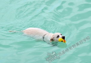训犬教程 训练狗狗喜欢上游泳