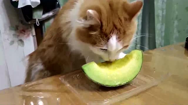 一只喜欢吃水果的猫咪,这养起来便宜多了 
