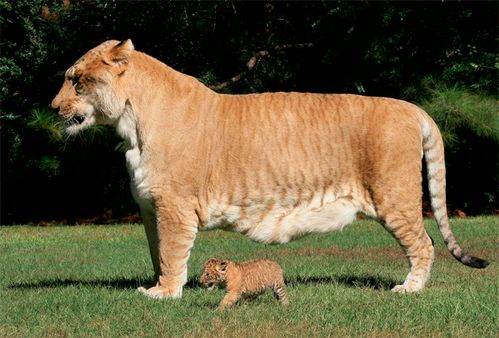 直击全球最大的猫科动物,重量超过八百斤,是狮子和老虎杂交体