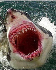 上海大鲨鱼：战绩不凡的巨鲨！