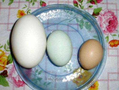 原创为什么孕妇要吃鹅蛋？鹅蛋吃了到底有什么好处呢？