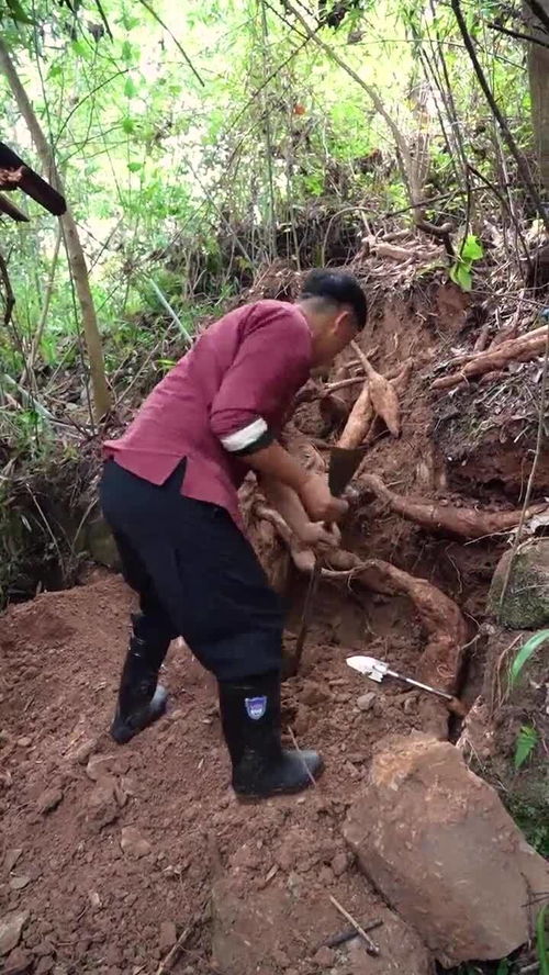 去山上挖到了一个大东西,抱都抱不起来 你知道这是什么吗 