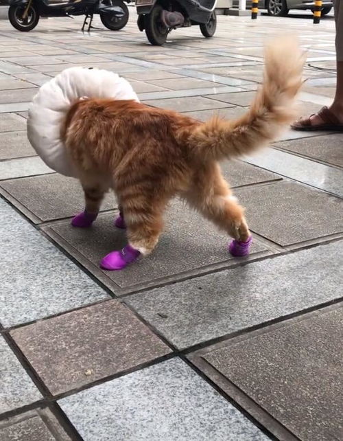 喵咪穿上新鞋子,走路都快变形,崩溃的猫 愚蠢的人类