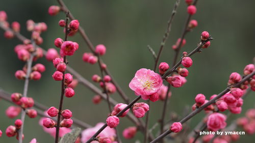 二十里中香不断 青羊宫到浣花溪 梅花开了 