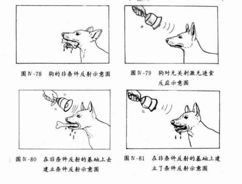 泛化和分化的区别(刺激的泛化和分化的区别)