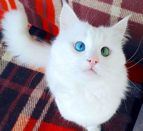 猫咪因为这对奇特的眼球走红,短短时间收获近万名粉丝