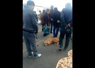 就为了芝麻大点儿的事情,狗狗在街上闹得满城风雨