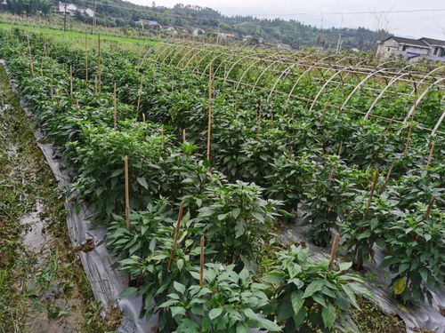 浏阳蒸菜的6大忌(浏阳蒸菜有什么菜)