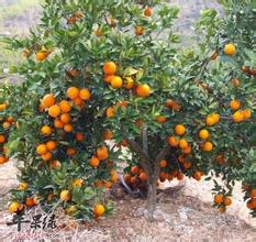 橙子树图片 橙子树价格 橙子树种植 有刺吗 土巴兔家居百科 