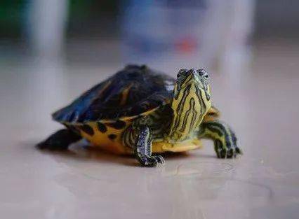 听说养龟是可以改善家里的风水