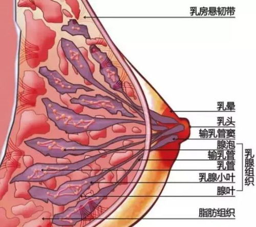 乳腺4C类是什么意思是否需要治疗该怎么办(乳腺4c是属于什么级别)