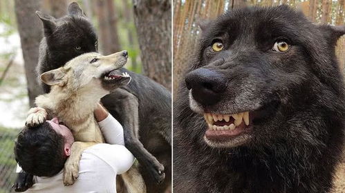硬核老外养狼做宠物,从小与其培养感情,长大后和狗没两样