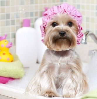 狗狗不喜欢洗澡怎么办 