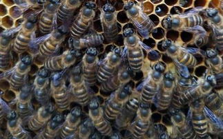 中蜂秋季养殖管理技术 