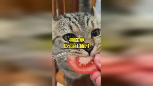 猫能吃西红柿吗,猫能吃西红柿吗生的