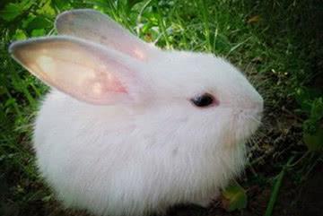 饲养小宠物兔时要切记合理的喂养,不然等到兔子被养死了就后悔了