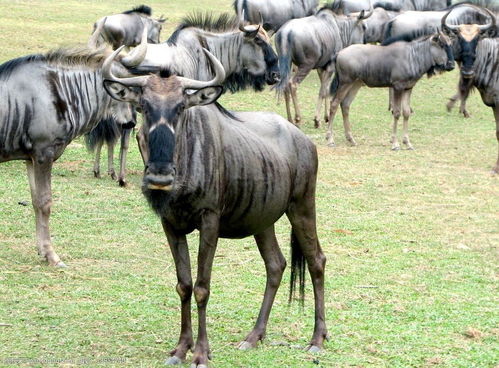 角马其实是牛 这种又像牛又像马还像羊的动物,真让人头大