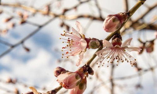 上旬之后,桃花缠绕,情缘难断,不再停留,交出真心,好事发生 龙的 属猪 感情 