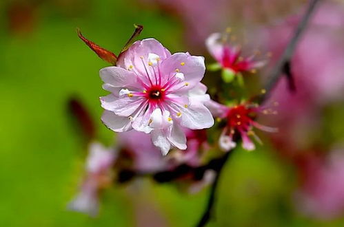 诗词鉴赏 灿若云霞郁李花,八首郁李花的诗词,莫负庭前郁李花