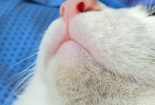 猫咪为什么会有黑下巴