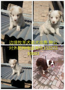 意大利护卫犬