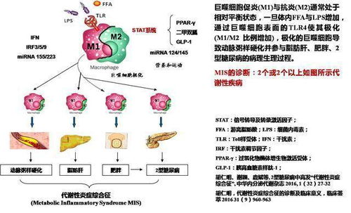 为什么肠道菌群重建降低血糖20 以上 肠道微生态是糖尿病关键