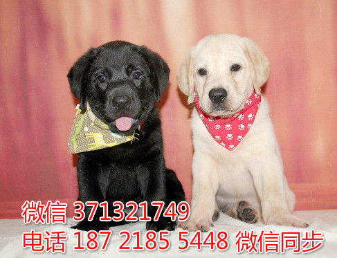 福州宠物狗狗 拉布拉多犬出售幼犬 福州犬舍 福州宠物店