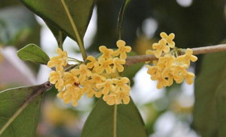 家里能种桂花吗风水院子里种桂花树按风水上说好不好