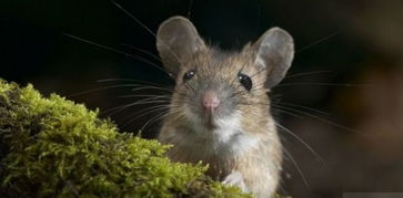 老鼠如果都灭绝了,那生物链将发生怎样的变化 你知道吗