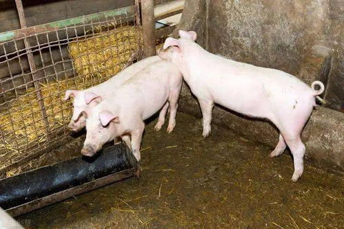 据说农村禁止养猪 农民合法养猪的 正确答案 来了