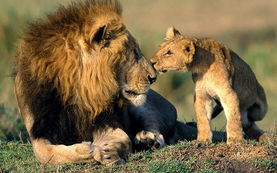 研究人员发现南非狮群中流行 猫科艾滋病毒 