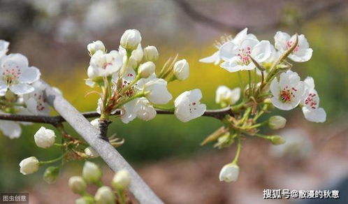 那些明明写着梨花的诗句,却都不是梨花,你被第几句 骗 了