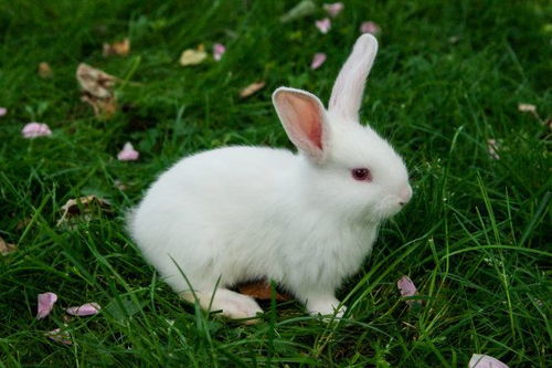 夏天养兔子要注意什么,兔子夏天可以在室外养吗