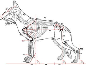 狗的骨骼结构图及名称 搜狗图片搜索