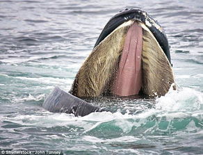 蓝鲸一口吞下大群磷虾,无人机拍摄震撼场景 