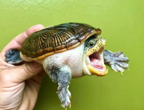原来龟的脑容量很小,而且还没牙齿