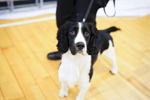 这狗狗长得那么温柔,怎么能当警犬 其实它找东西超厉害