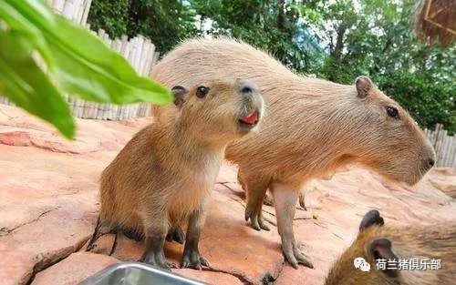 秘鲁巨型荷兰鼠 那是水豚,最大的豚鼠 猪友互动第134期