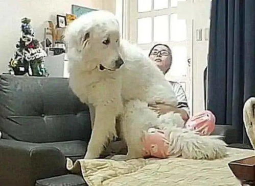 女生养了只巨型犬,以为受得了,结果长大后,这体型让她后悔