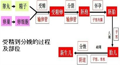 下图是女性生殖系统示意图.请据图回答问题 题目和参考答案 青夏教育精英家教网 