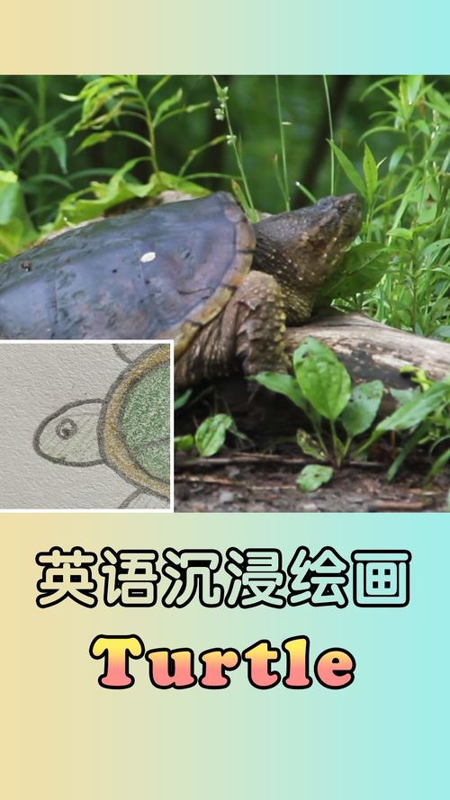 如何简单地画一只乌龟 少儿英语 