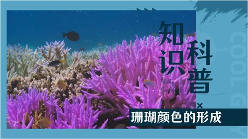关于珊瑚的冷知识 关于珊瑚的科普知识