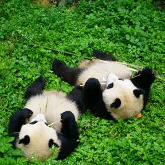 四川这么大,去哪里看大熊猫呢 附带饲养员养成攻略